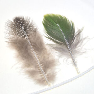 Unikat | Perlhuhn und Papagei